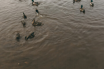 Several ducks glide easily through the calm water, their reflections shimmer in the water, surrounded by the peaceful atmosphere of autumn nature. In the distance, the trees on the shore are blurred.