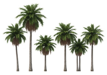Collection of palm trees isolated on transparent background