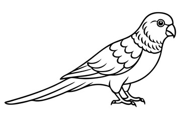 Obraz premium Minimal Lorikeet Bird on White Vector