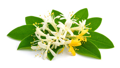 Honeysuckle vine with white and yellow flowers