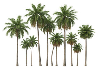 Tropical palm trees group isolated on transparent background