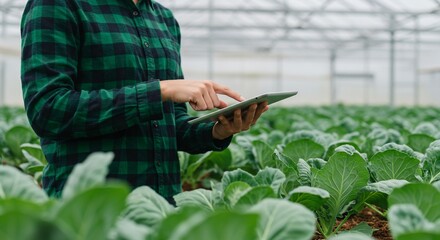 Farmer using tablet in greenhouse with rows of cabbage plants