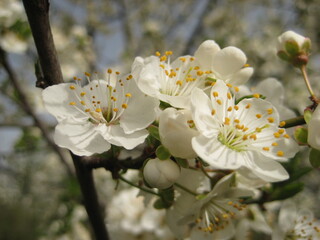 apple tree blossom