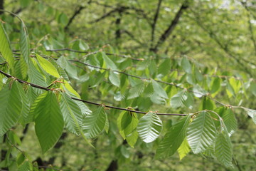green leaves on a branch
