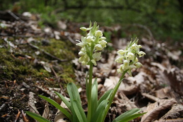 wild flowers in the forest
