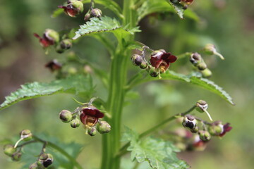 ladybird on a leaf