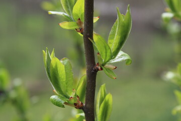 green leaves on a tree