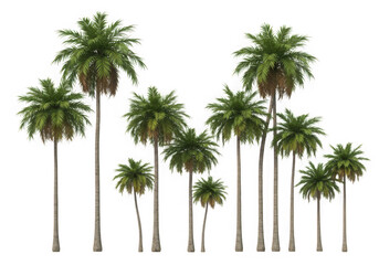 Collection of palm trees isolated on transparent background