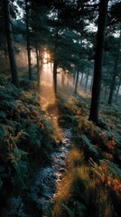 Fototapeta premium A serene forest path illuminated by soft sunlight filtering through tall trees and dense foliage.