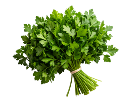 Freshly harvested bunch of curly parsley with vibrant green leaves on transparent background