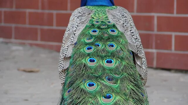 The peacock's tail. Colorful birds