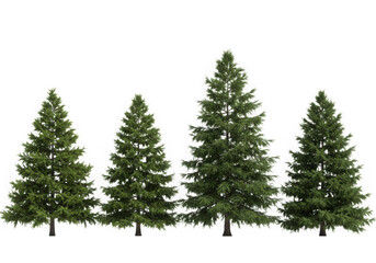 Fototapeta premium Four evergreen trees of varying heights isolated on transparent background