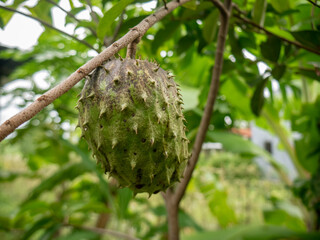soursop fruit that is still green and has lots of thorns