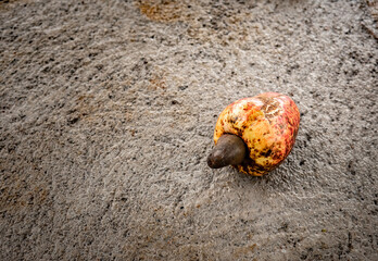 Ripe cashews placed on a rough cement floor