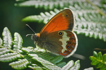 Closeup on the small and beautiful protected European Pearly Heath butterfly, Coenonympha arcania