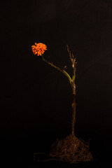 A single wilted marigold flower with exposed roots and a dry, curved stem against a dark background.