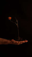 A withered flower held in an open hand against a dark background, symbolizing delicate hope and life’s fragility.