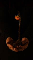 A symbolic image of human hands gently holding a dry flower with exposed roots, set against a dark background. The scene evokes themes of fragility, loss, resilience