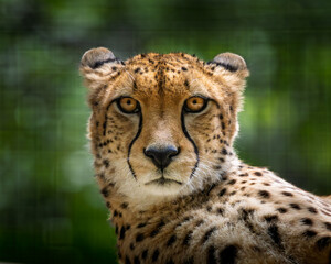 Cheetah is laying down in the dirt. Close up