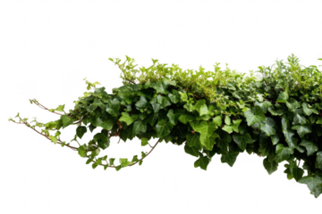 Ivy wall growth close-up
