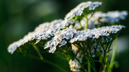 Macro de petites plantes et fleurs sauvages