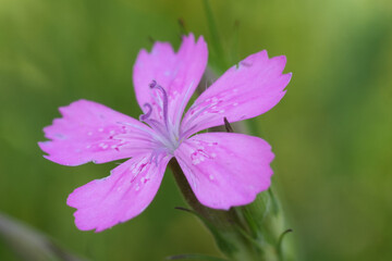 Fototapeta premium Close-Up of Vibrant Maiden pink Dianthus deltoides Wildflower against a green blurred background