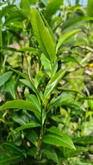 Hand picking fresh green tea leaves from a bush at a plantation. a gardener harvesting young tea shoots in a lush tea garden. Fresh organic tea leaves being inspected on a tea estate.