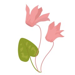 Cyclamen flower illustration flat design