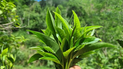 Hand picking fresh green tea leaves from a bush at a plantation. a gardener harvesting young tea shoots in a lush tea garden. Fresh organic tea leaves being inspected on a tea estate.