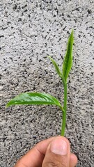 Hand picking fresh green tea leaves from a bush at a plantation. a gardener harvesting young tea shoots in a lush tea garden. Fresh organic tea leaves being inspected on a tea estate.