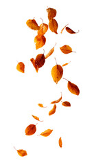 falling leaves against a white background