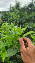 Hand picking fresh green tea leaves from a bush at a plantation. a gardener harvesting young tea shoots in a lush tea garden. Fresh organic tea leaves being inspected on a tea estate.