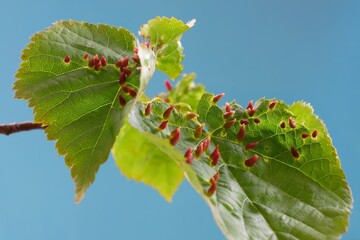 Close up of Eriophyes tiliae on leaves - gall mite that causes the formation of distinctive galls, often referred to as "nail galls" or "bugle galls," on the leaves of lime trees (Tilia species). 