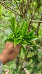 Hand picking fresh green tea leaves from a bush at a plantation. a gardener harvesting young tea shoots in a lush tea garden. Fresh organic tea leaves being inspected on a tea estate.