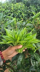 Obraz premium Hand picking fresh green tea leaves from a bush at a plantation. a gardener harvesting young tea shoots in a lush tea garden. Fresh organic tea leaves being inspected on a tea estate.
