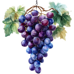 Fototapeta premium Watercolor illustration of a bunch of purple grapes with leaves on transparent background