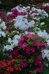 咲き誇る情熱の花