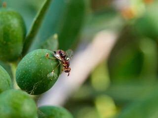 Olive fruit fly. Bactrocera oleae
