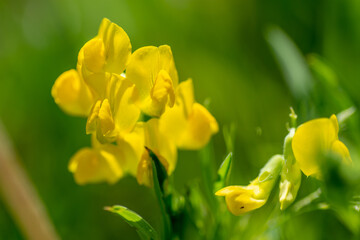 Yellow wildflower in the sunlight