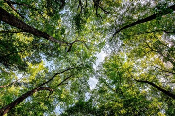 Abstract forest canopy looking up, with light filtering through leaves.