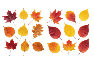 Obraz premium Set of autumn leaves, red leaf on isolated background, transparent leaves