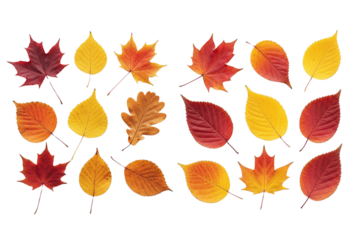 Set of autumn leaves, red leaf on isolated background, transparent leaves