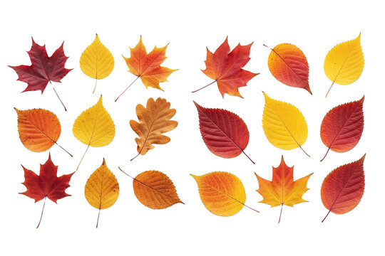 Set of autumn leaves, red leaf on isolated background, transparent leaves - Powered by Adobe