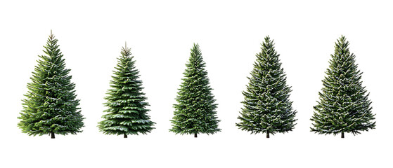 Obraz premium Pack Collection Five Evergreen Trees Isolated on White Background Perfect for Holiday Designs set against transparent background