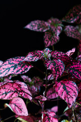 Fuchsia Hypoestes phyllostachya, polka dot plant, on black background
