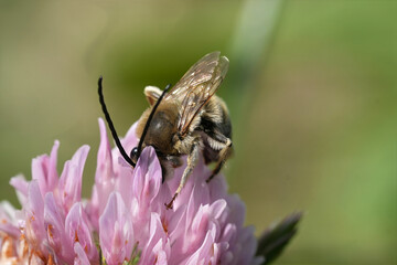 Closeup on a male longhorn solitary bee, Eucera drinking nectar from a purple scabious flower