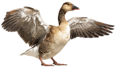 Fototapeta premium A light-brown goose with outstretched wings, against a black background. Close-up, detailed view