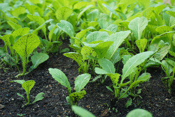 Brassica juncea sapling small leaf on the vegetable plot in the garden in the morning There is a sunny show.			