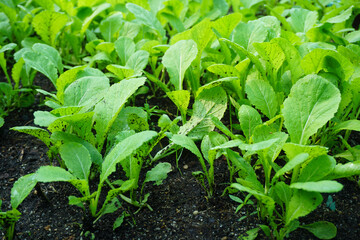 Brassica juncea sapling small leaf on the vegetable plot in the garden in the morning There is a sunny show.			