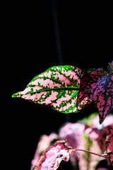 Fuchsia Hypoestes phyllostachya, polka dot plant, on black background
